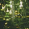 hammock suspension system - whoopie sling, with soft shackle, in the green forest in summer