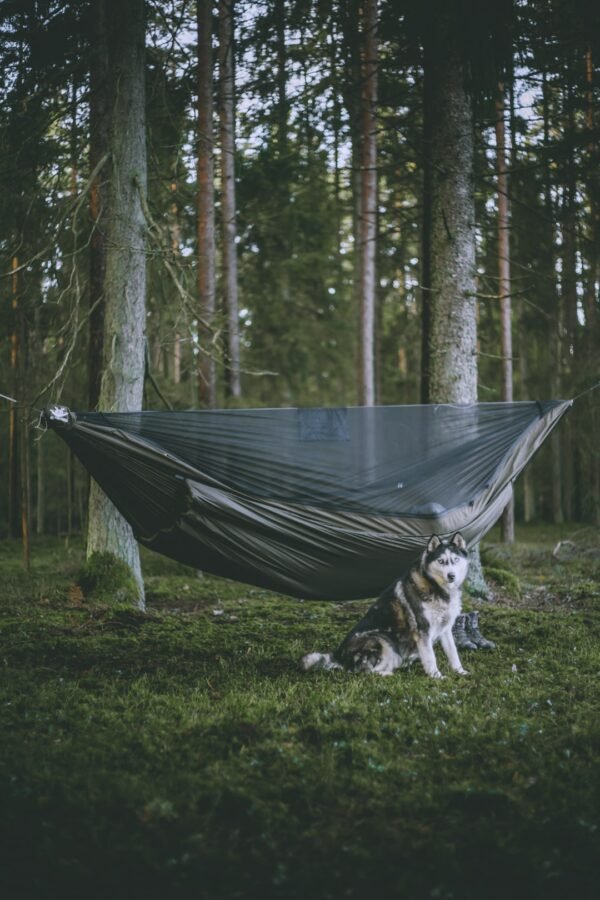 warm camping hammock needfortrees with dog in the forest