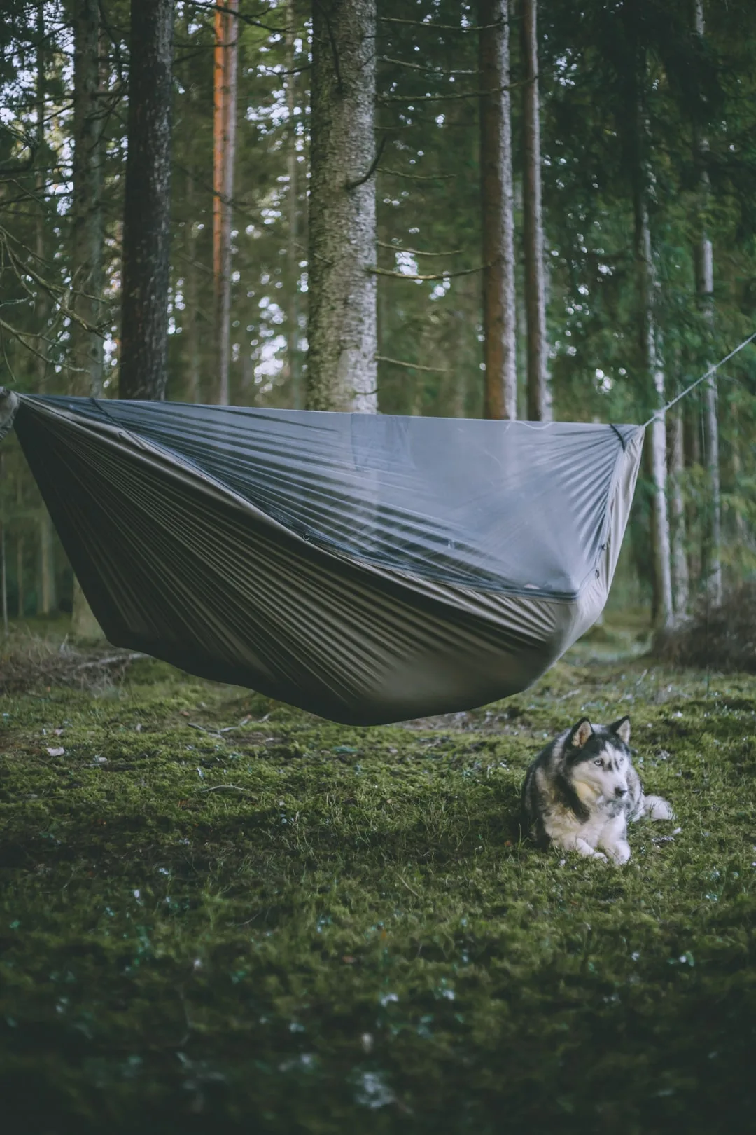 A man lying in a camping hammock (nft/needfortrees) with a built-in mosquito and insect net, and a husky dog sitting next to the hammock, against a forest (spruce forest) background