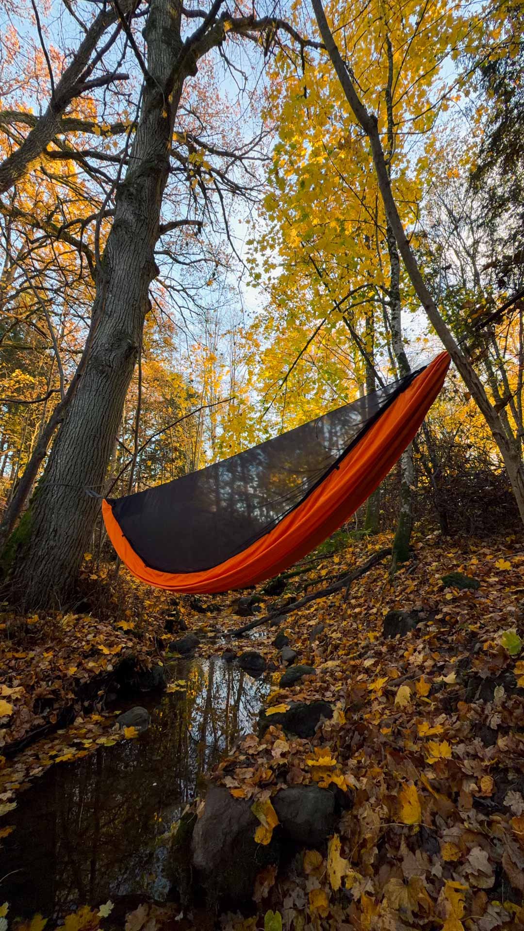 burnt orange hammock in an autumn forest