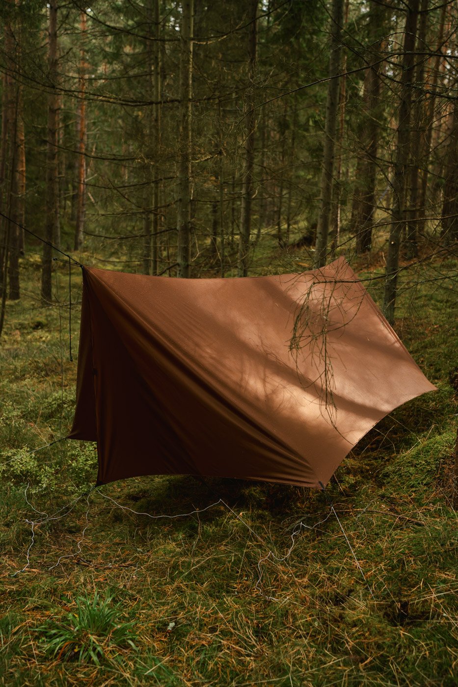 shaltis hammock tarp in a pine forest