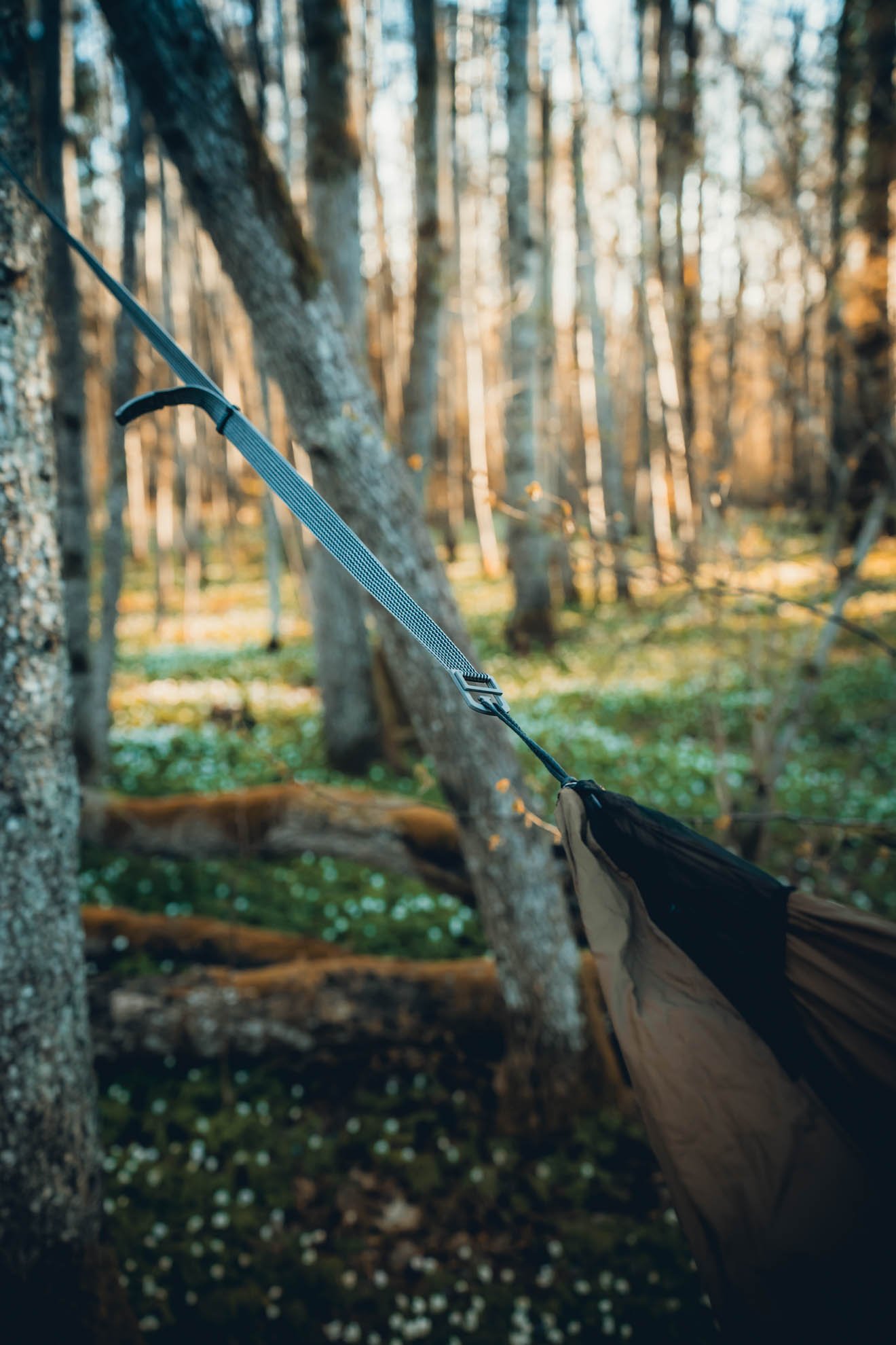 hammock webbing suspension with buckle