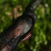 need for trees tarp skin snake